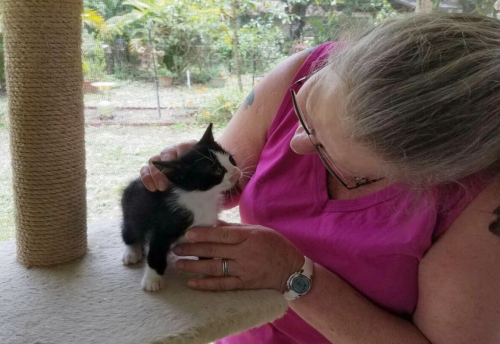 Maritza Andrews - Fostering Kittens Saves Lives | Caloosa Humane Society