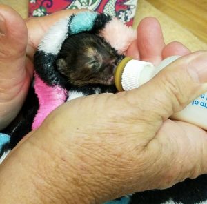 Bottle Feeding Foster Kittens | Caloosa Humane Society