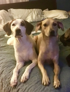 Happy Tails Molly & Polo | Start an Adoption Story
