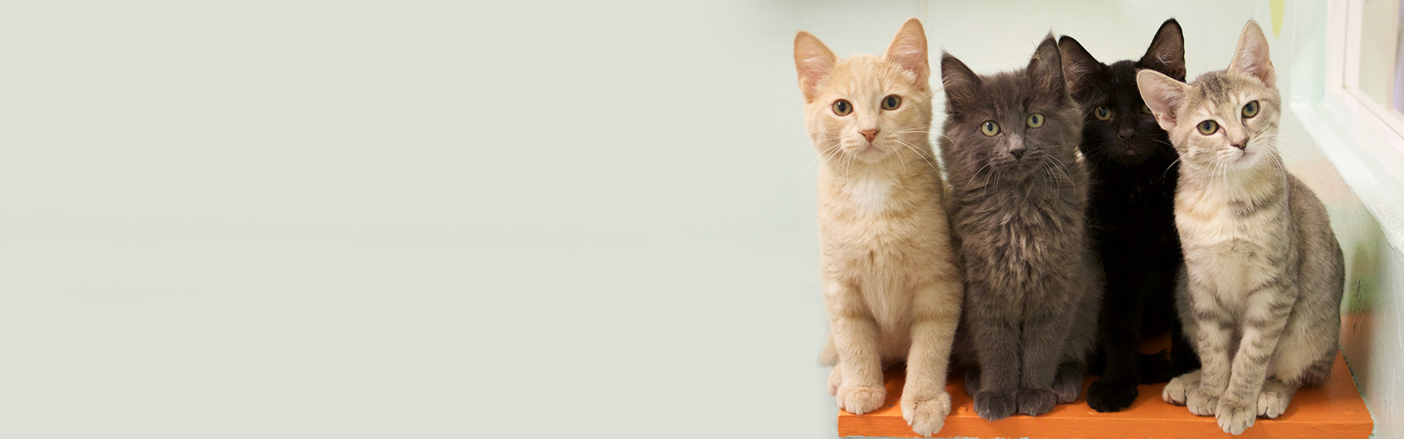 Cat Adoptions | Caloosa Humane Society