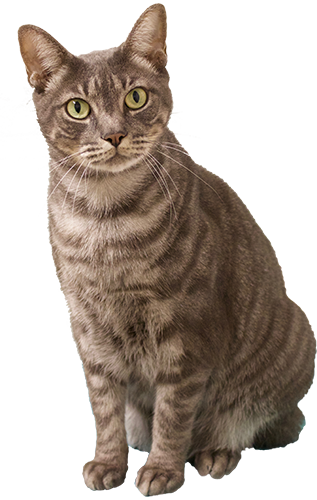 Cat & Kitten Adoptions | Caloosa Humane Society