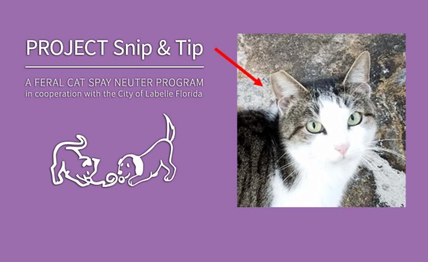 Project Snip & Tip: Feral Cat Spay & Neuter Program | Caloosa Humane Society