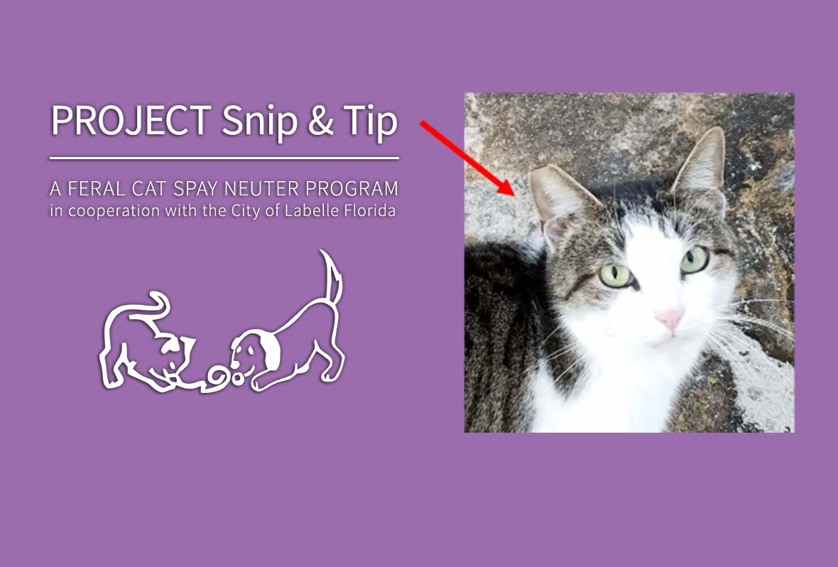 How to Set a Feral Cat Trap - Spay Neuter Charlotte 