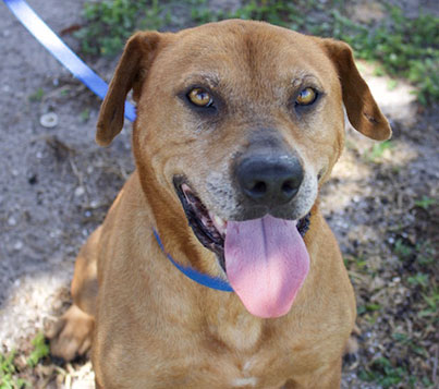 Foster Dogs in LaBelle, FL | Caloosa Humane Society