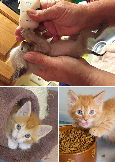 Kitten Fostering in Labelle, FL | Caloosa Humane Society